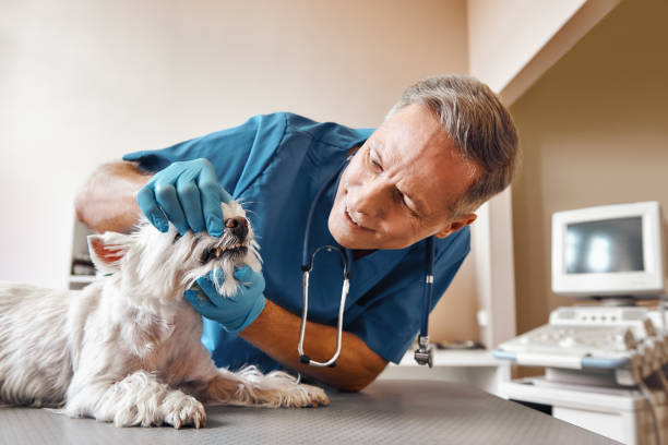 Best Emergency Wisdom Tooth Extraction in Milford City, CT